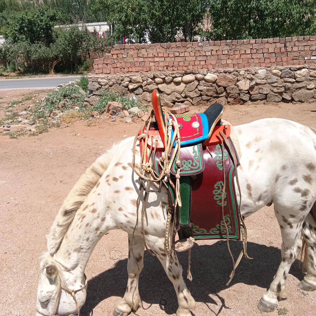 白🐴王子