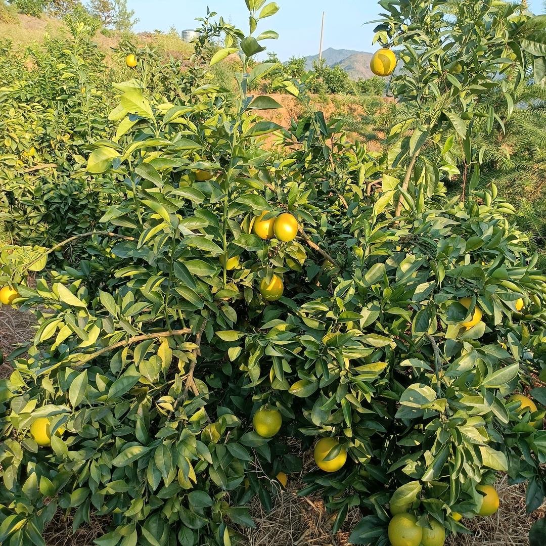 梦的希望（玉）