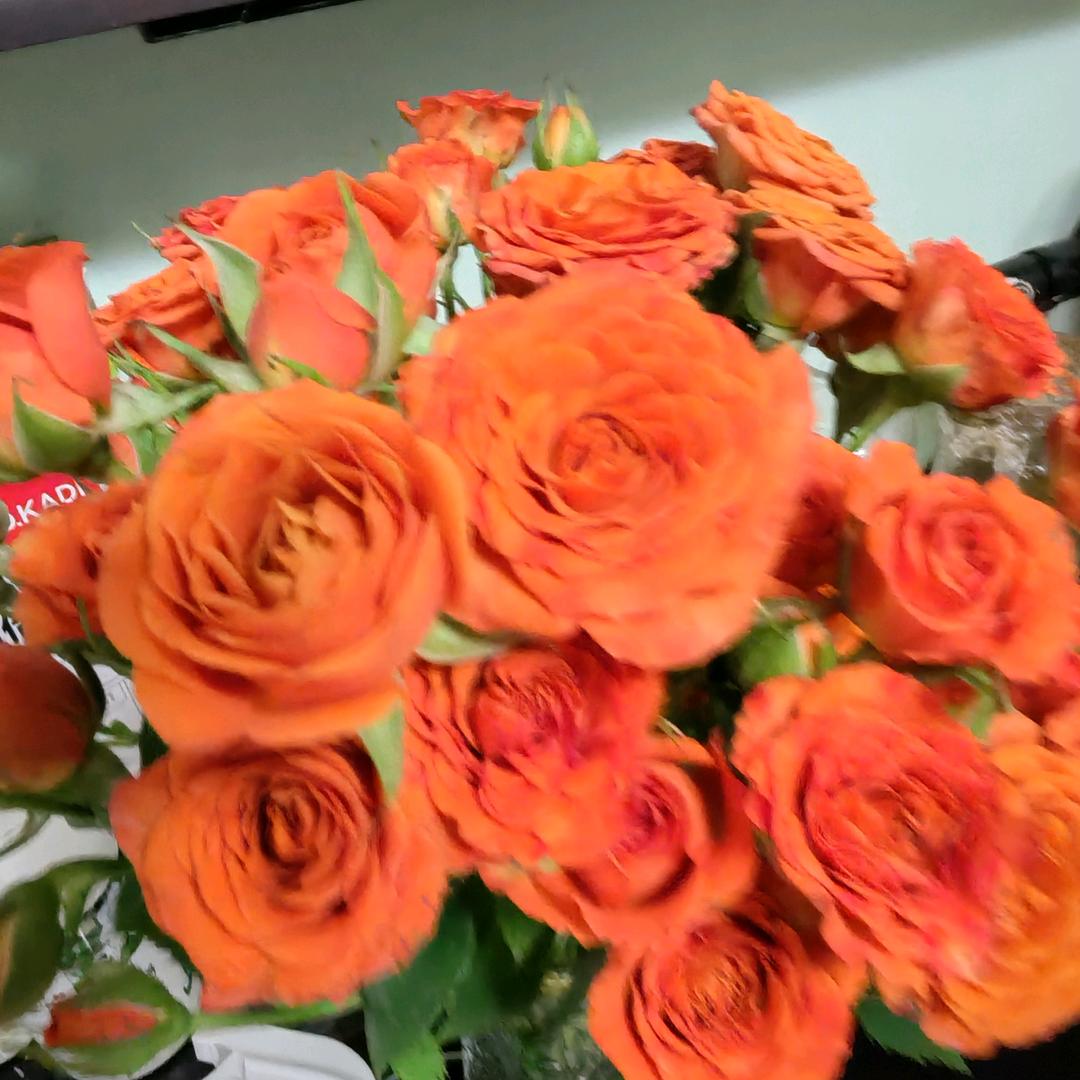 热爱生活的大脑门儿😊😊🌹🌹✌✌