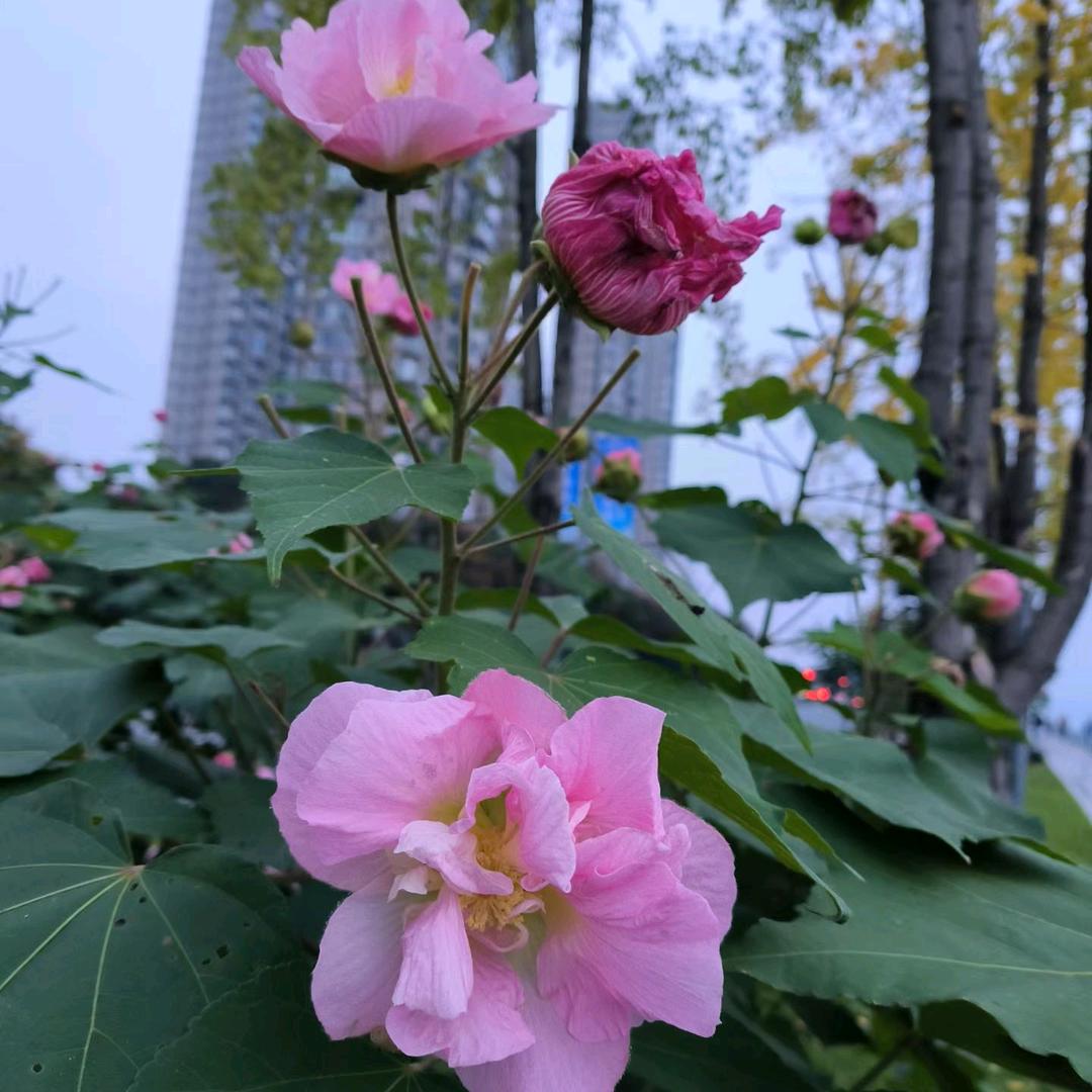 tia田（不私聊）