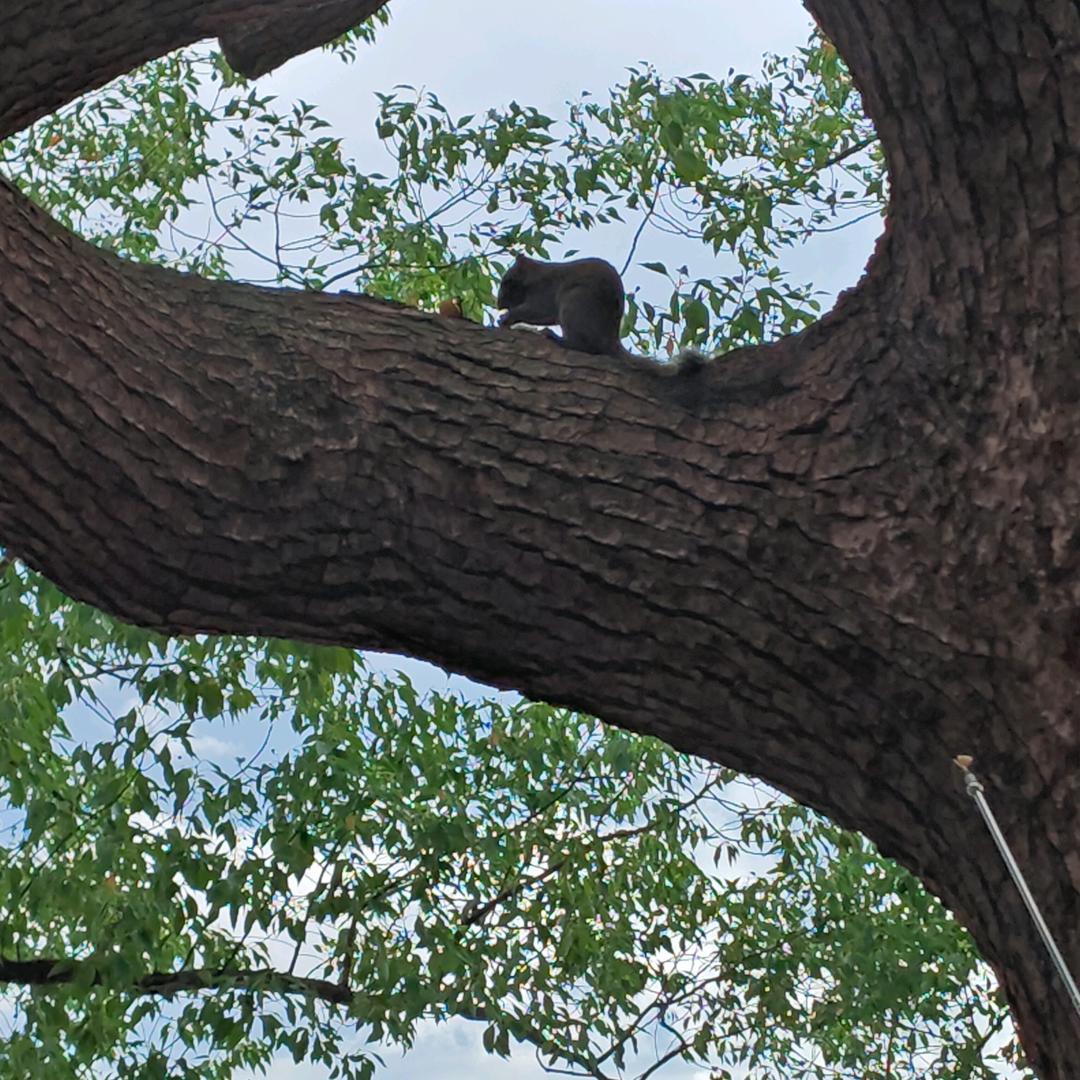 🌈骑老奶奶过马路
