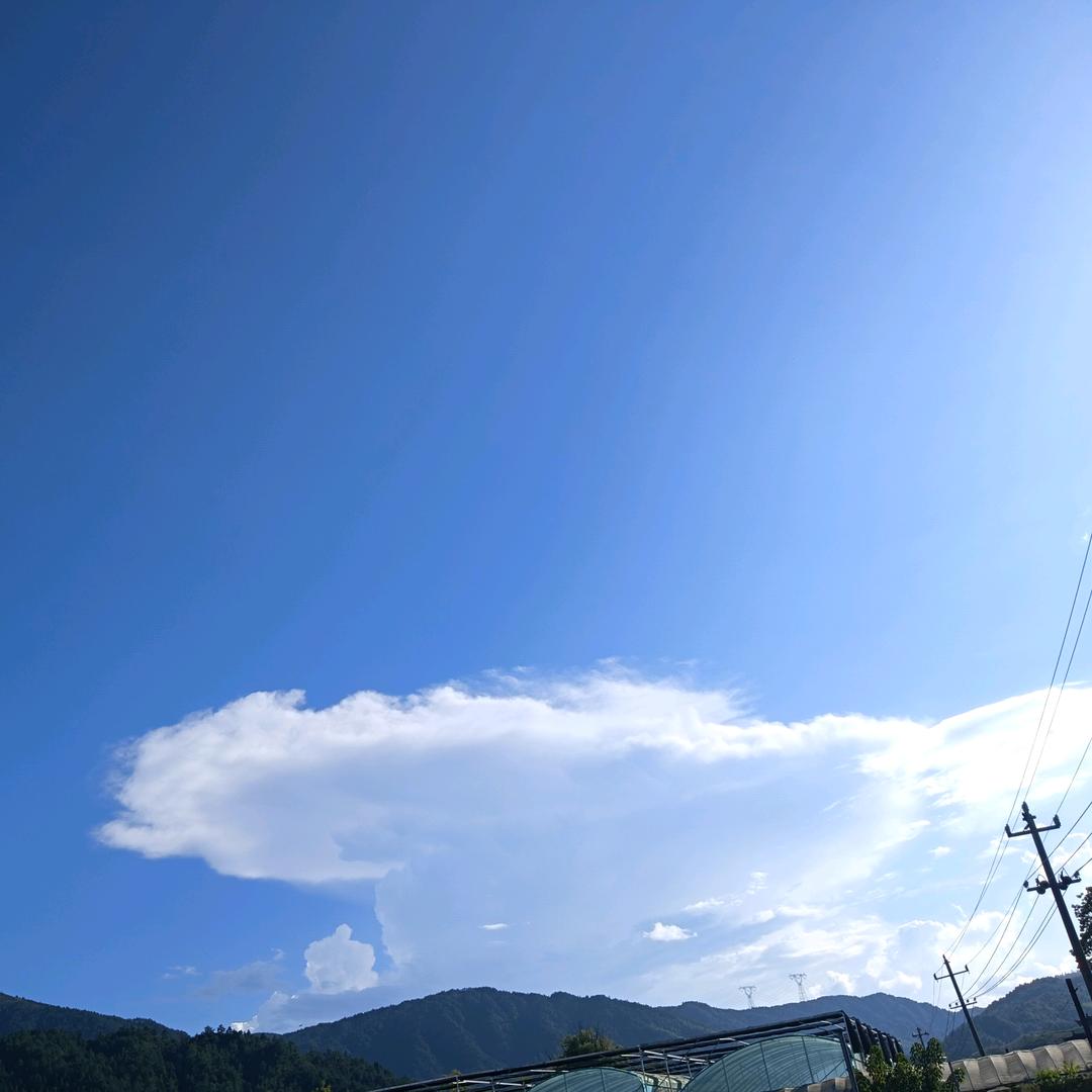紫竹林