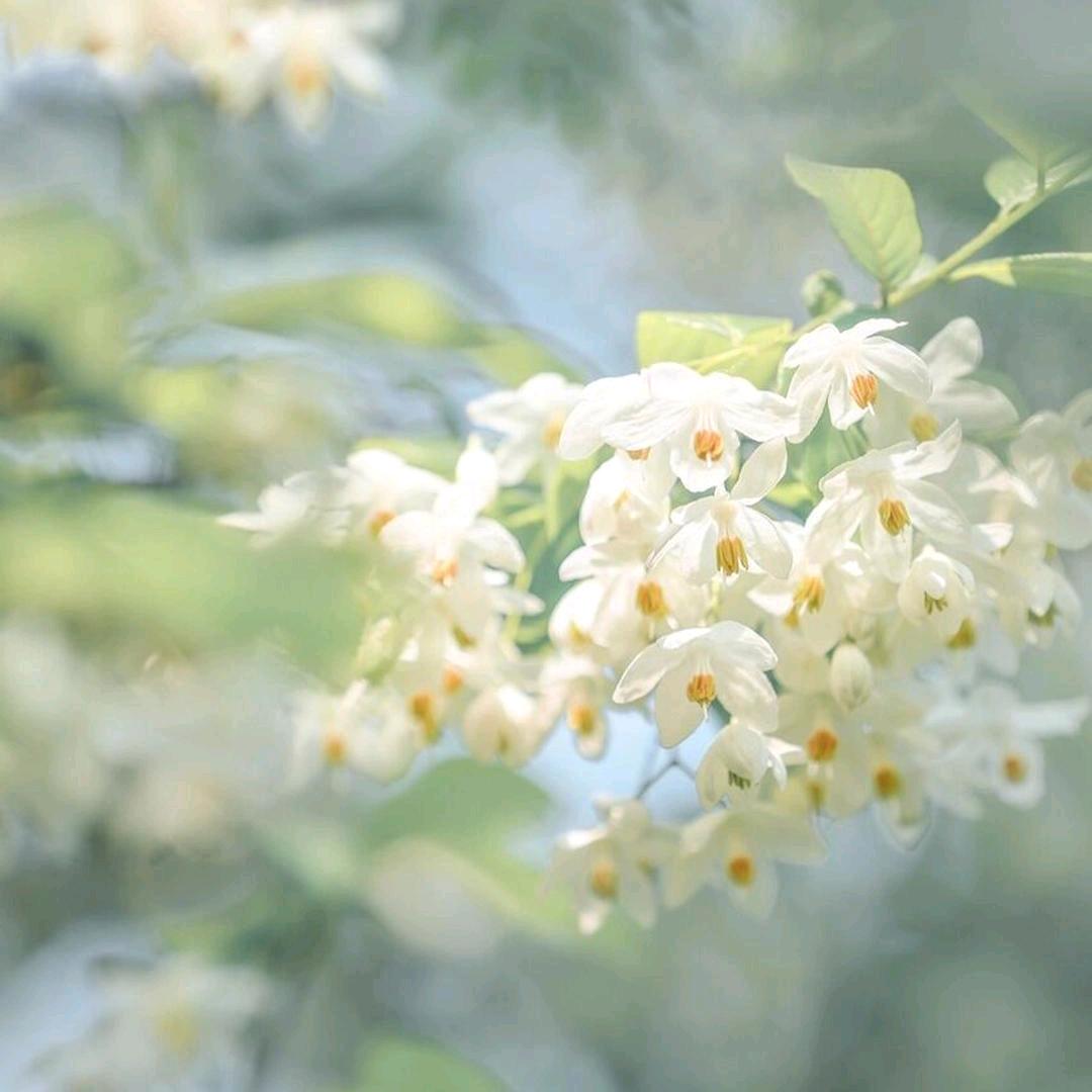 人间岁月