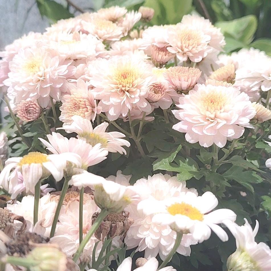 明天会更好🥰