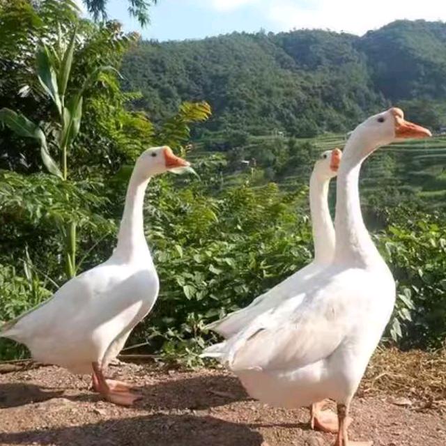 小伙养鹅