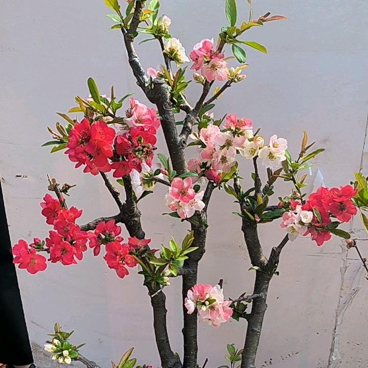 临沂问花村