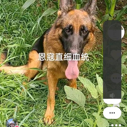 兴永德牧繁殖犬舍