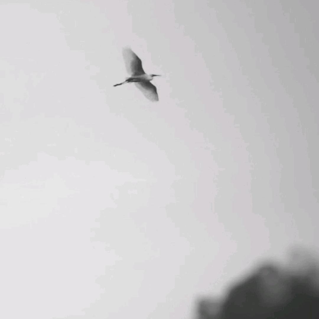 我要亮证了