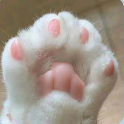 🌈ღ᭄多肉吖ꦿ