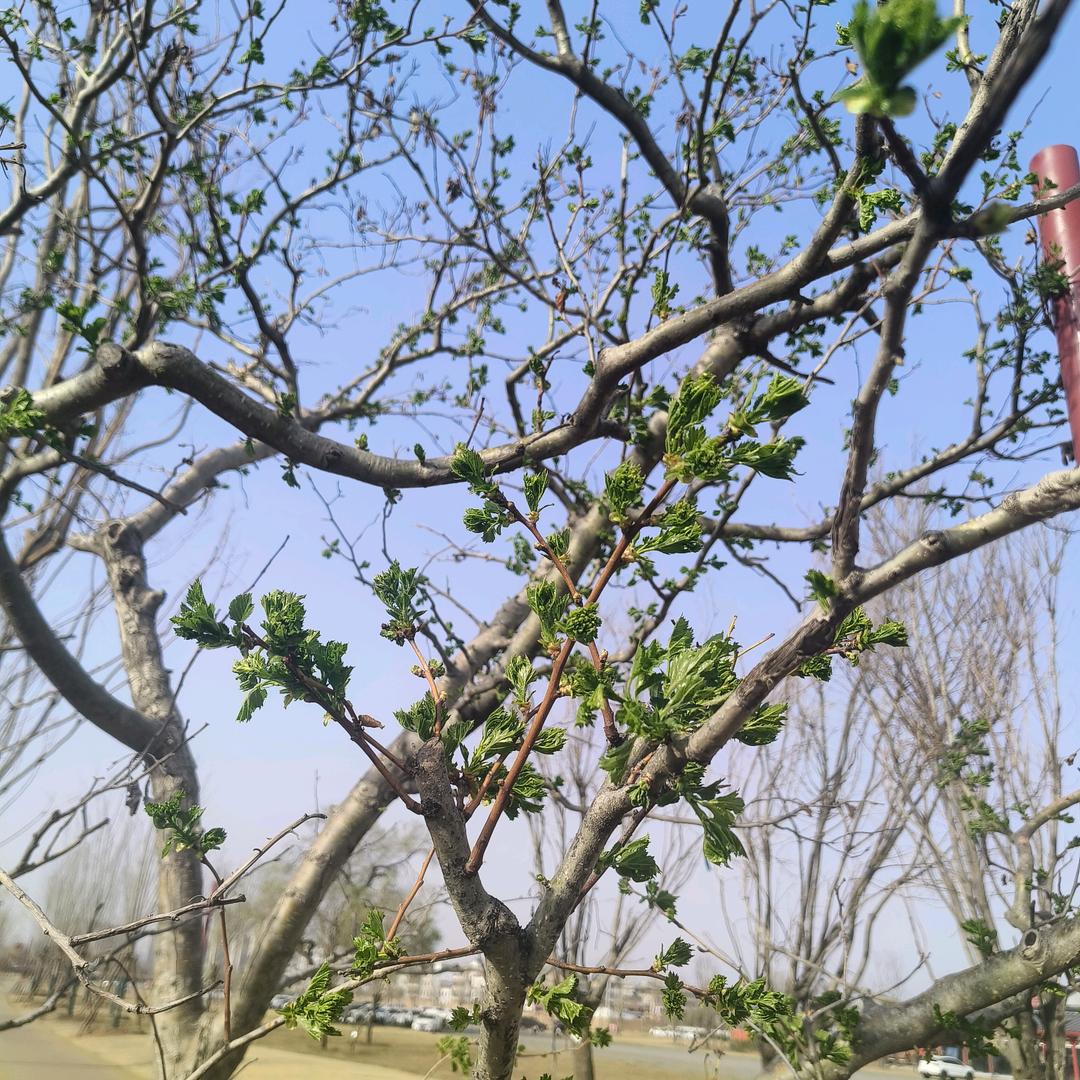 简约