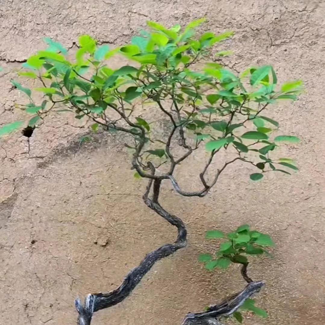 小王爱分享