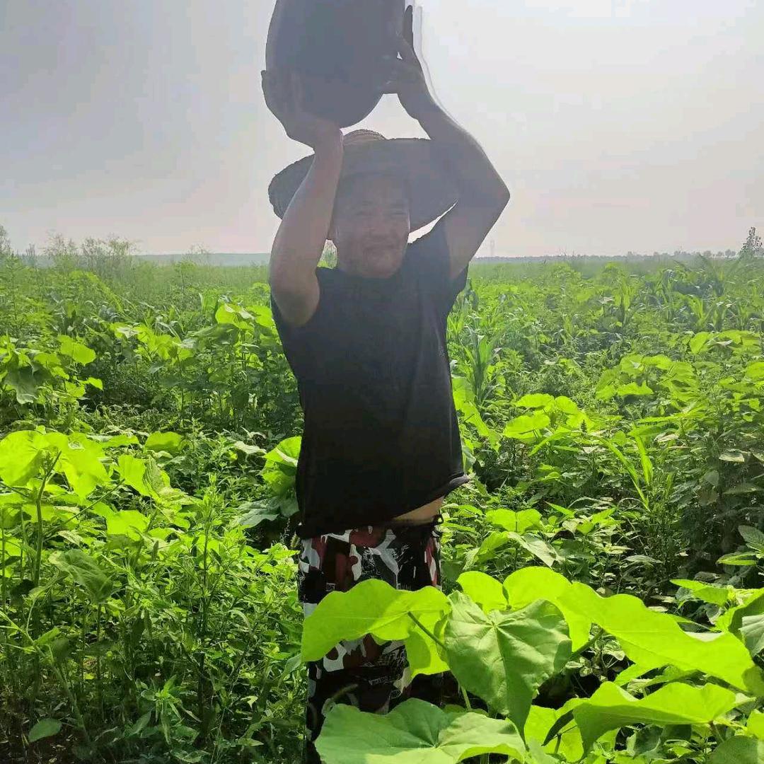 自强不弃，高品质，红薯和酉瓜
