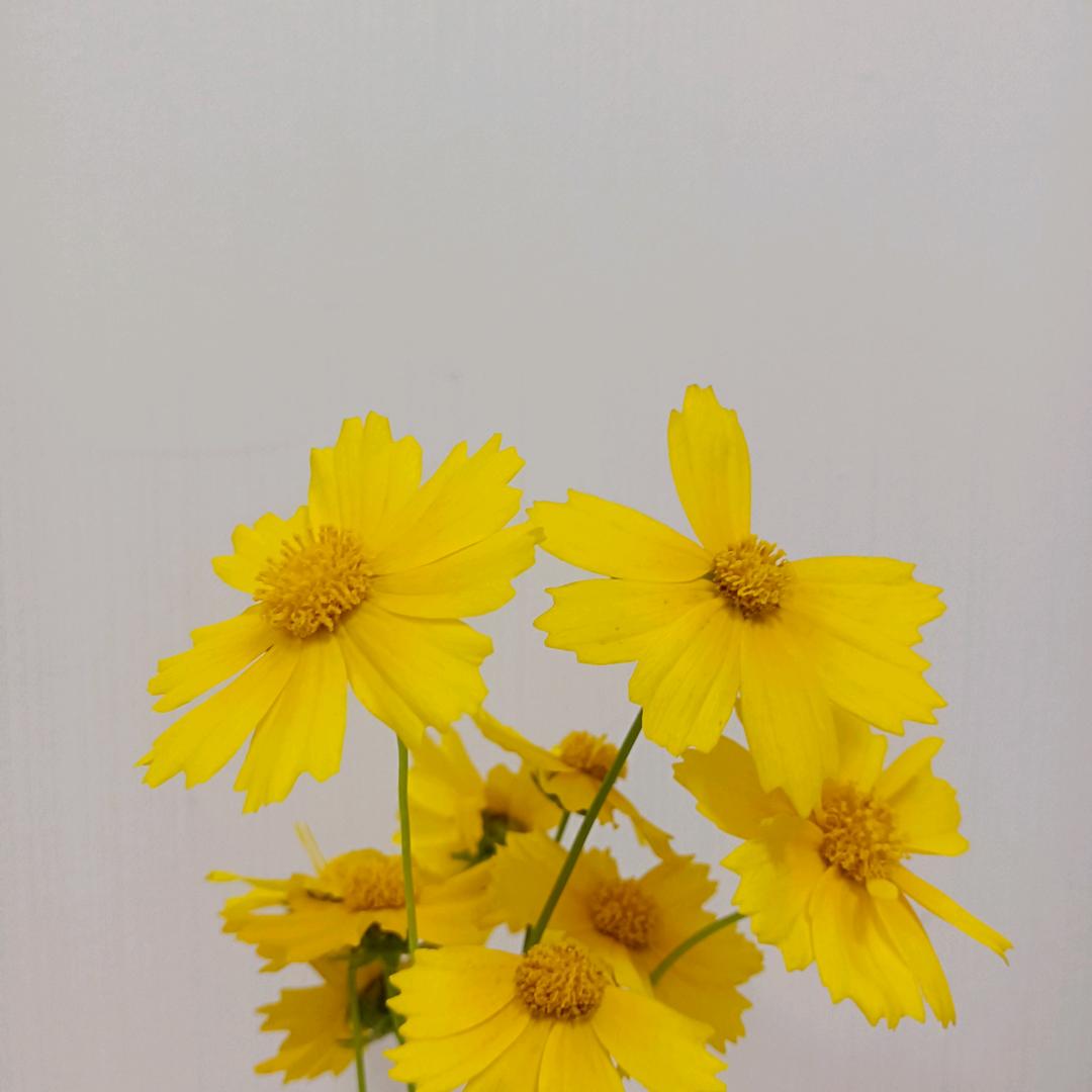 蓝魅