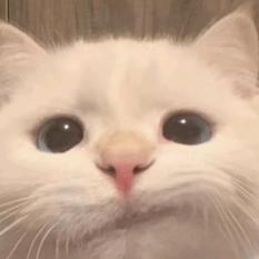 佳期降霖