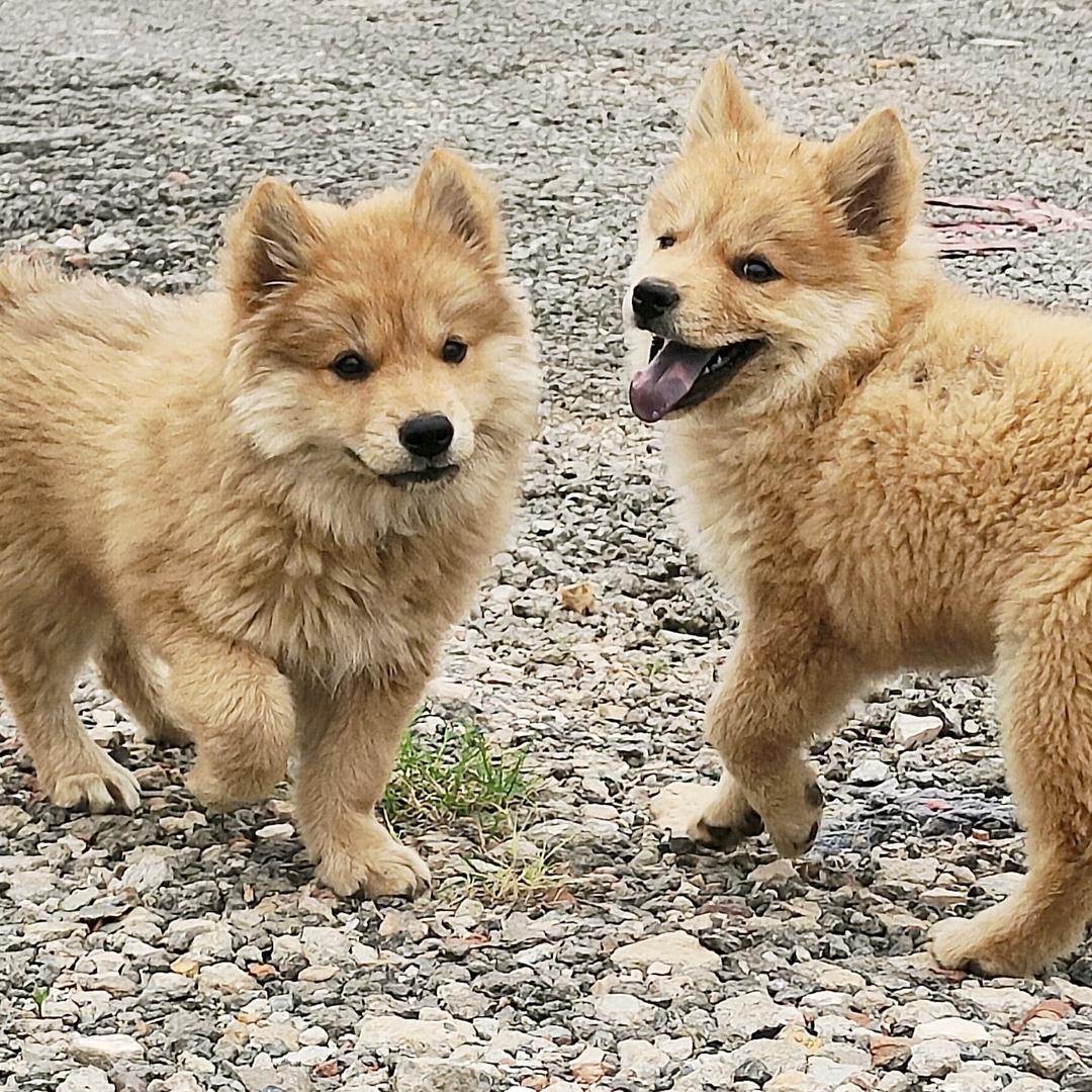 武汉土松土猎犬