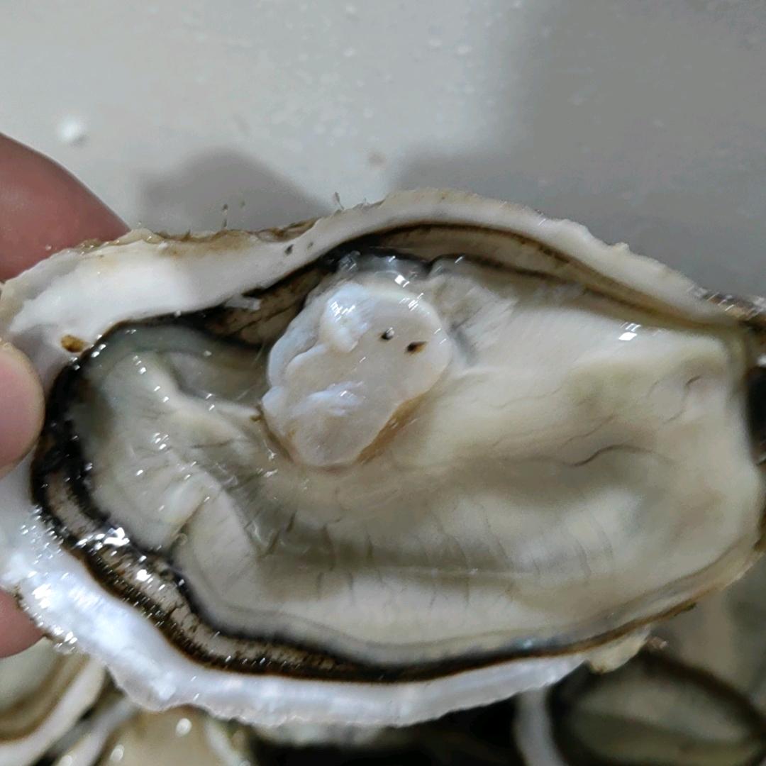 生蚝批发
