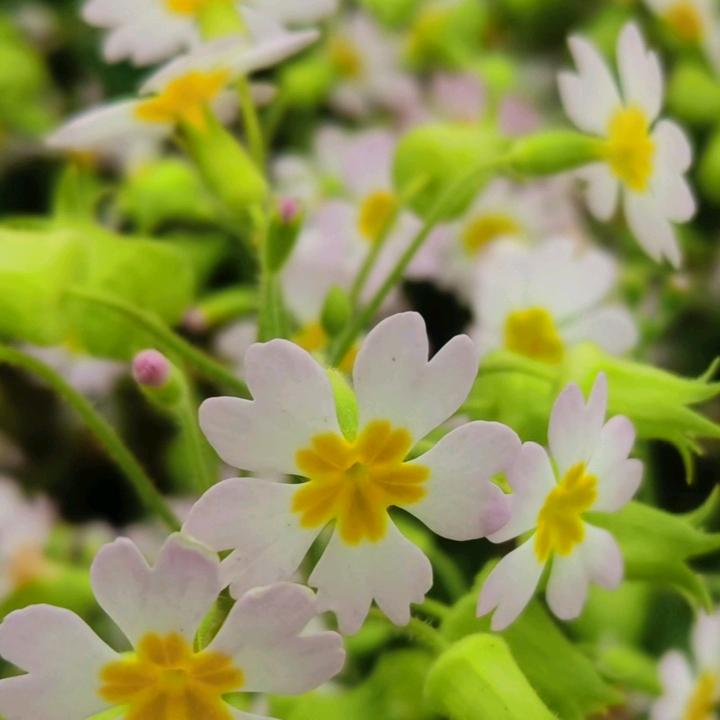 满园桂花香