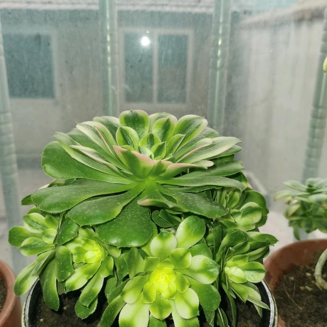 传可可
