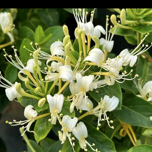 金银不换花小铺