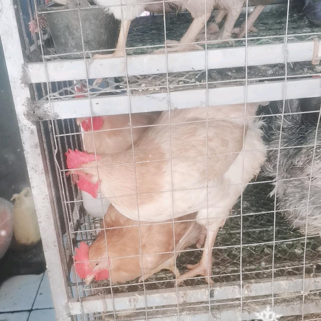 长相依