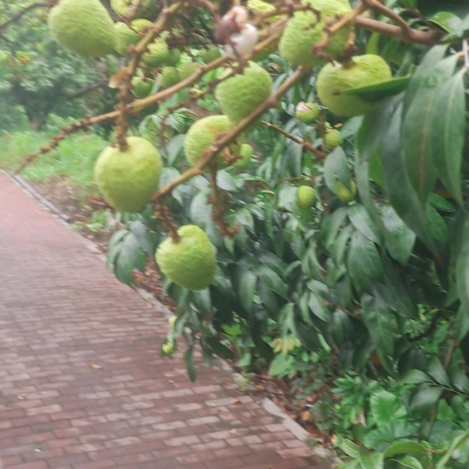 胡喏