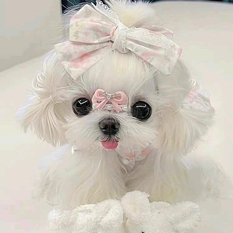 不加糖🍬