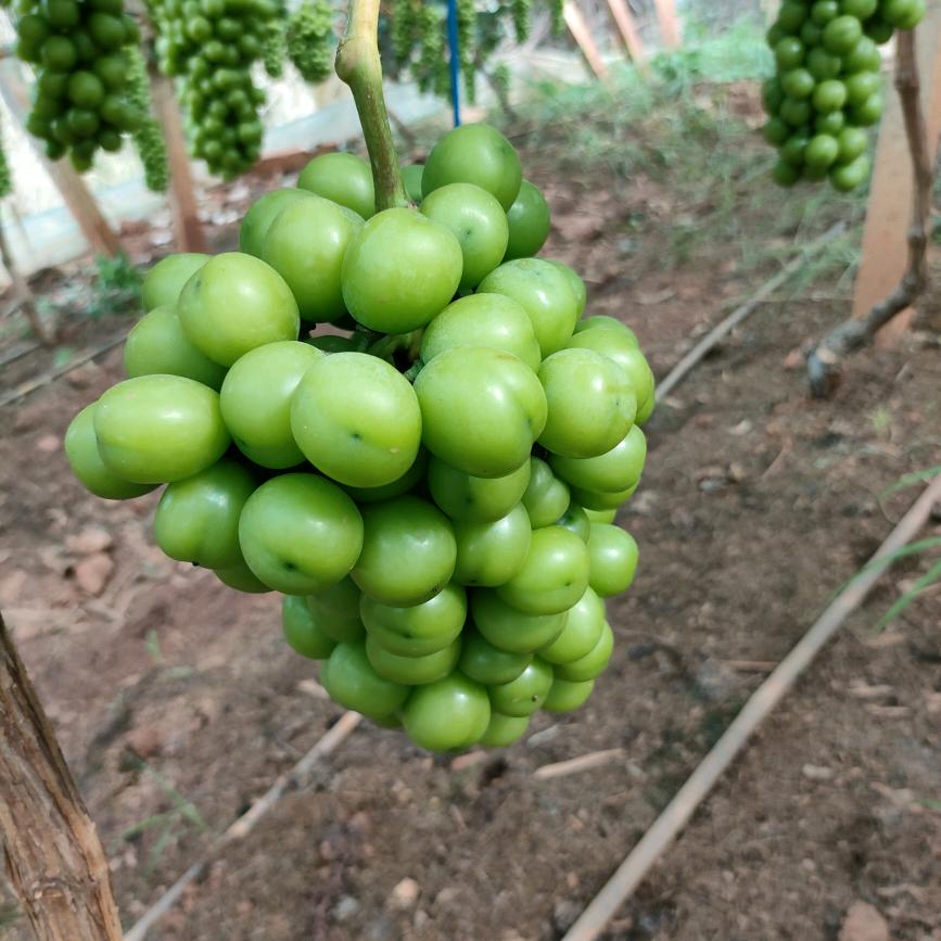 伤心的我☘️☘️