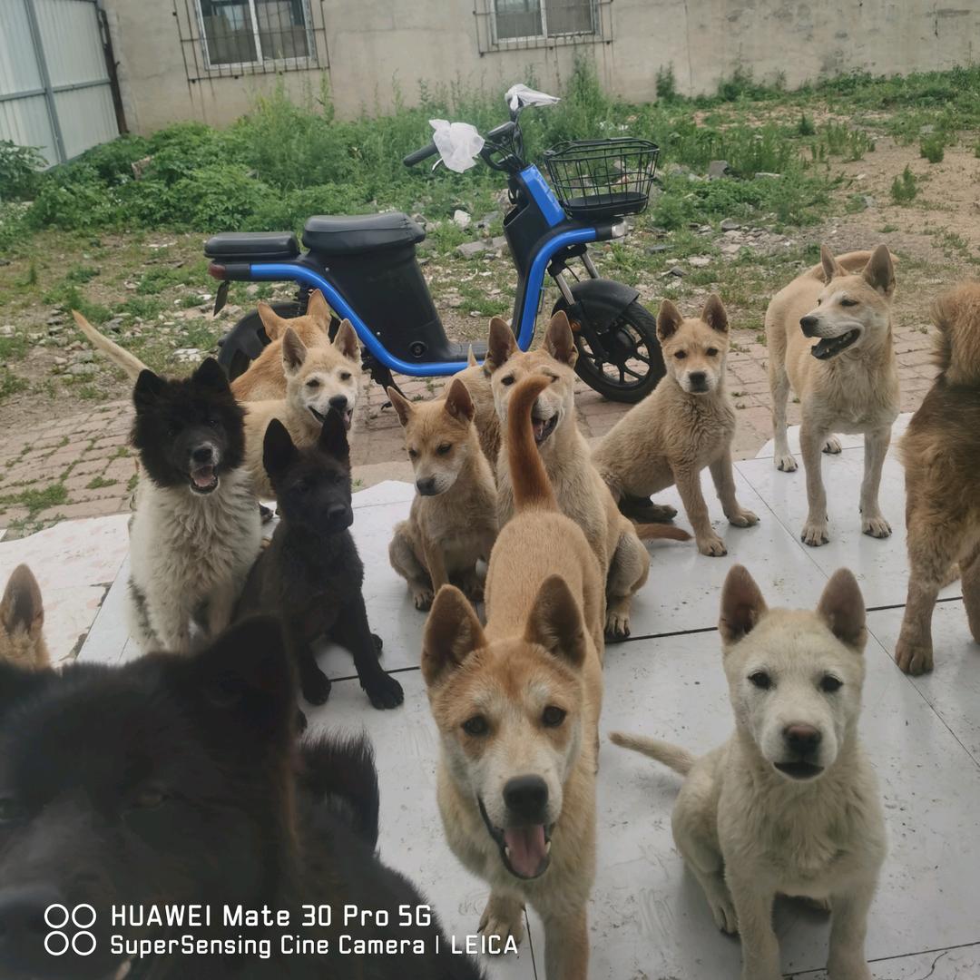 田园犬铲屎官