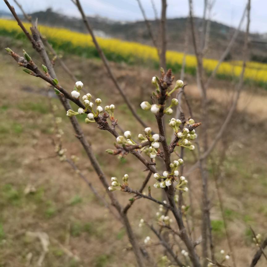 阿王想长胖