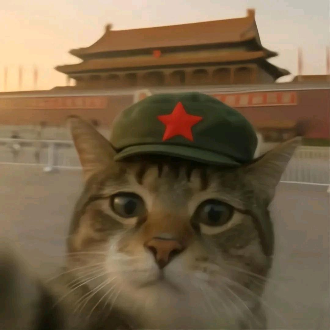 薄荷小猫