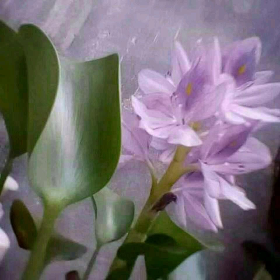 没有黑夜的世界