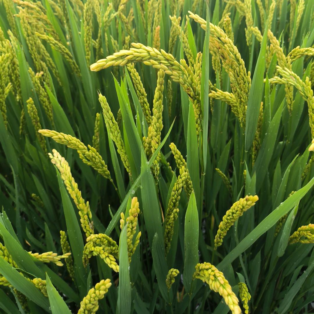 悠悠一梦