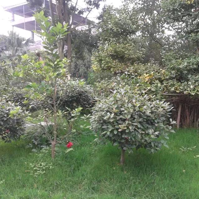 自由飞翔