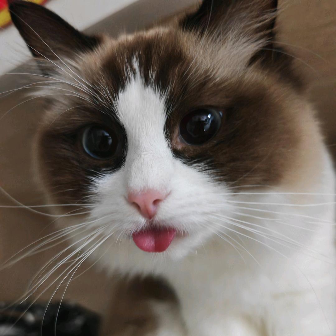 🌈🌈🌈🌈木奇宝