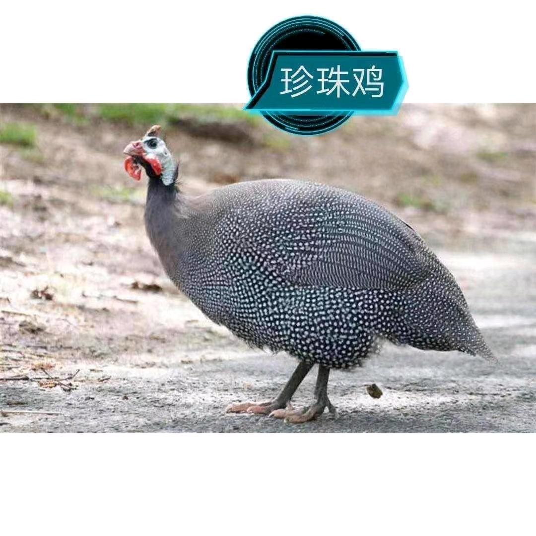 盼卓农业