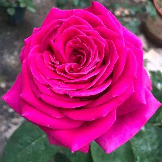 李玉花