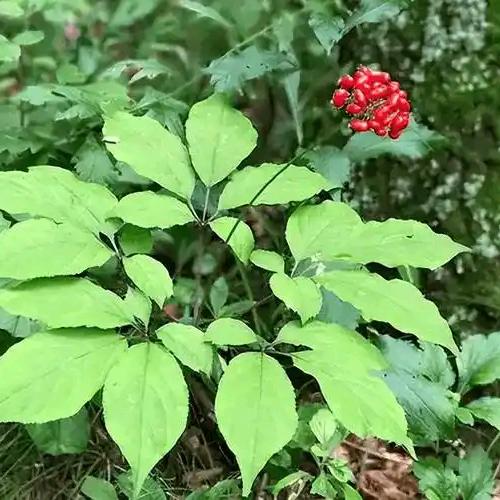 桓仁玖玖参茸特产店