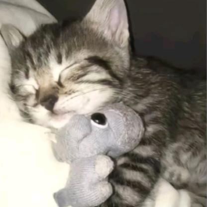冬冬猫