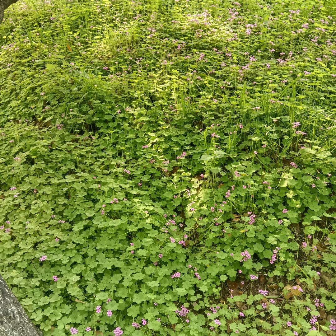 三年之约