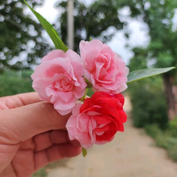 百合花🌸🌸