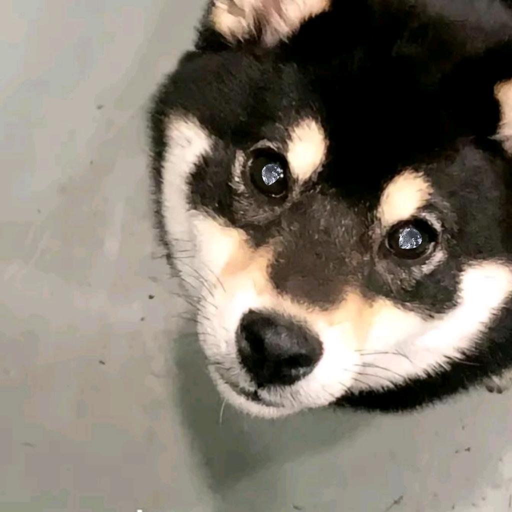 狗子（三角洲）