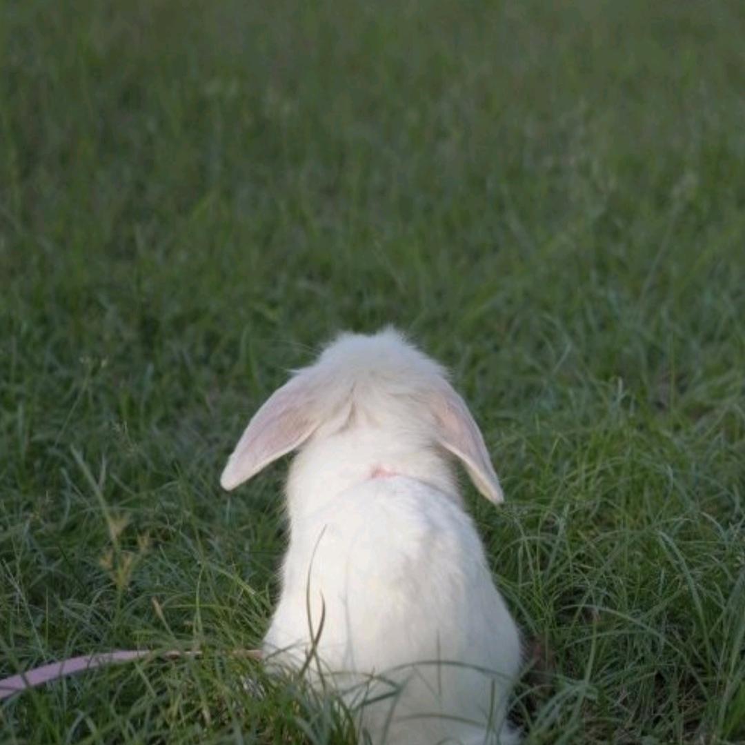 快乐老张（剪纸版）