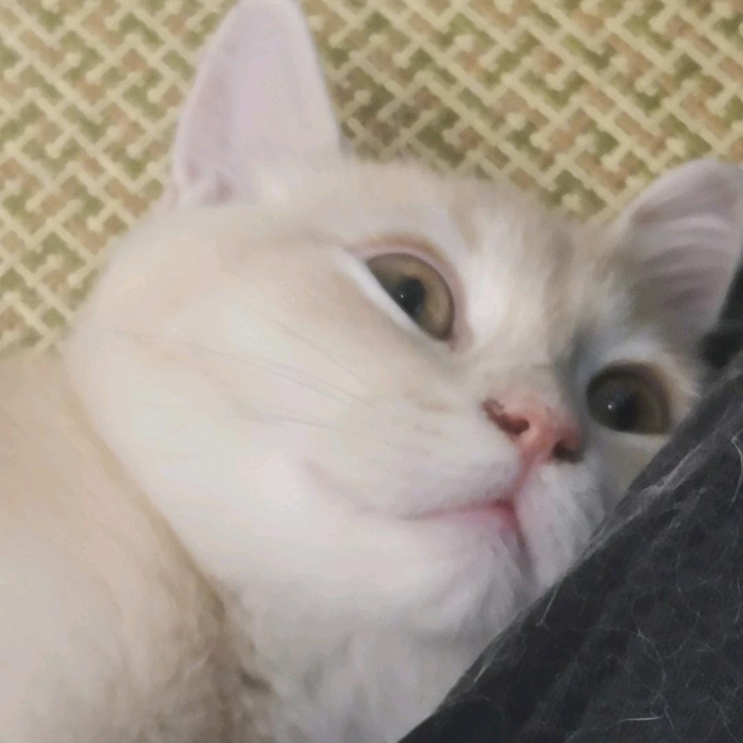 小莫