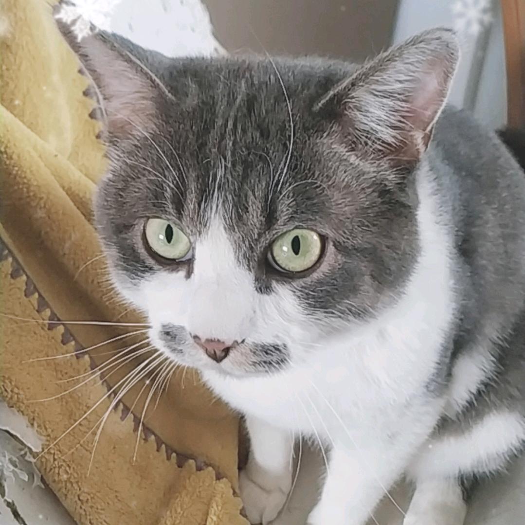 招财猪