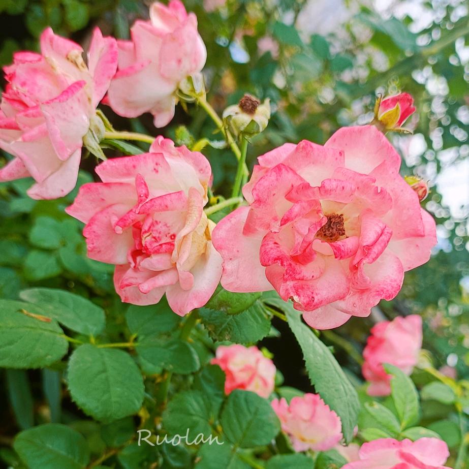 若兰💐