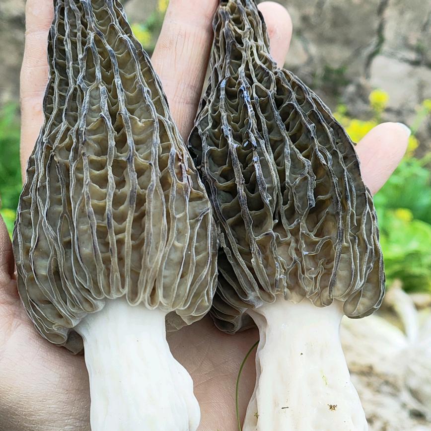 福瑞门窗