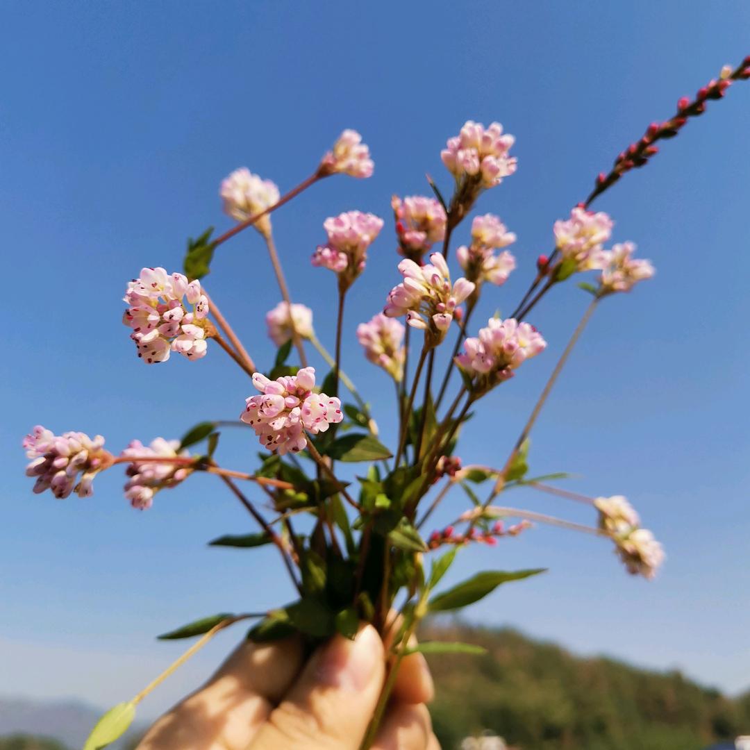 🍒芳芳