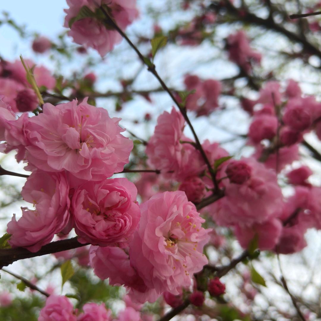 花园妹私护