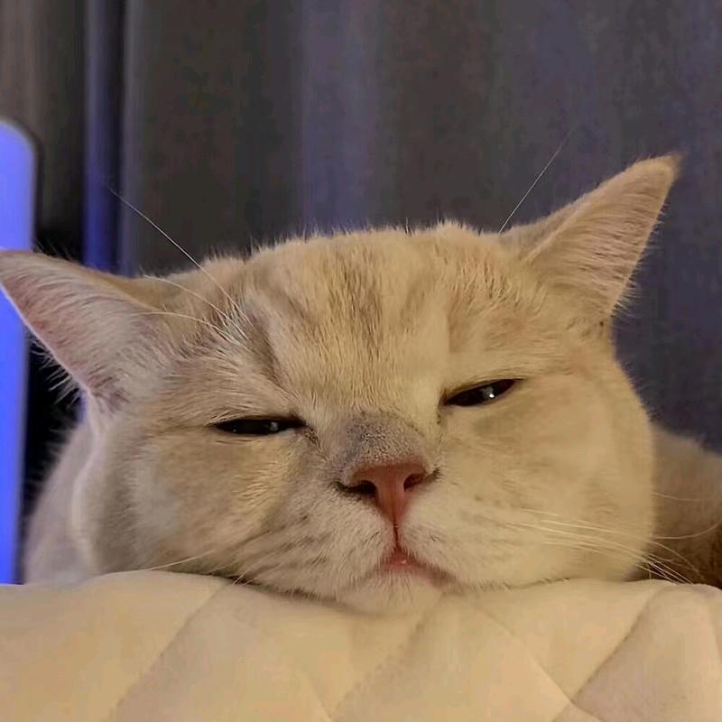 瞌睡猫