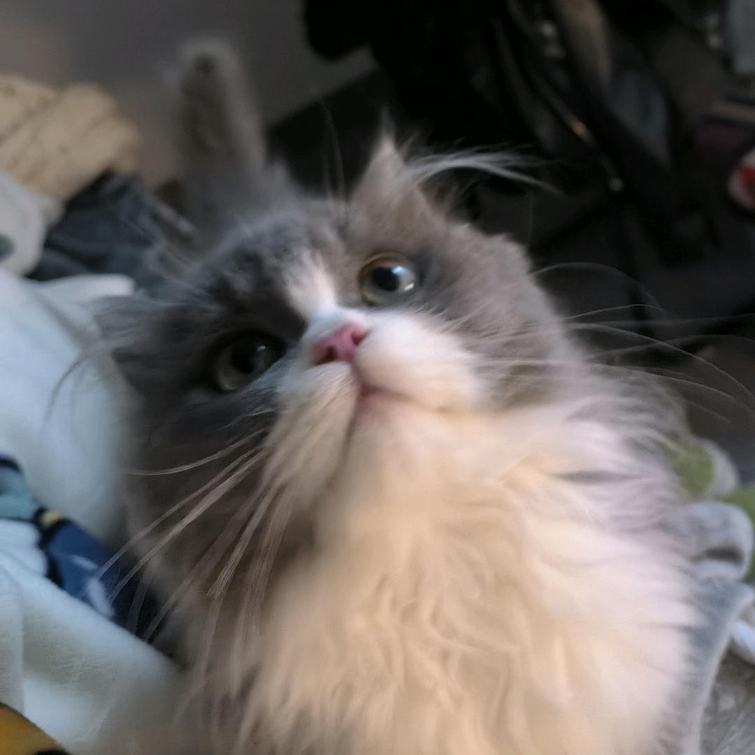 聪明勇敢小灰灰